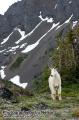 _IGP6541 mountain goat in wildflowers